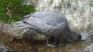 Rare New Zealand Blue Ducks