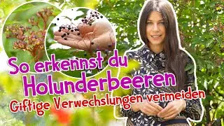 Jetzt im August: So erkennst du Holunderbeeren sicher und vermeidest giftige Doppelg&auml;nger ⚠️ #garten