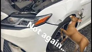 I Hit a Deer...AGAIN