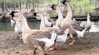 Farm Life | Newly hatched baby geese, pick up geese eggs, use flashlight to check geese eggs