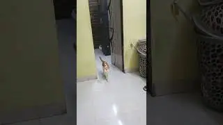 #obedient #cat #shorts #catshorts #pets #catvideos #catlovers #talkingcat