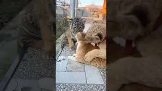 Cuteness overload cubs | baby #tiger #lion #cat #cheetah #leopard