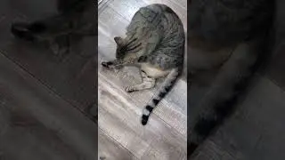 Why do cats groom? #cat #felinehealth