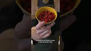 How to make rose hip salsa #foraging