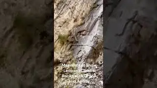 Magnificent Snow Leopard Climbs Rocks with Grace and Agility #wildanimal #wildanimals #naturelife