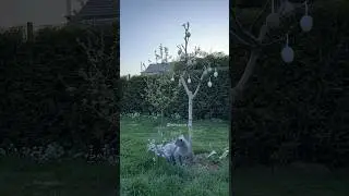 Making an Easter egg tree with my cat #cat