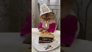 #lovecat #love с днём рождением меня можете поздравить 💗🥳