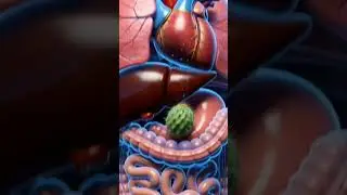 what happened inside your body when you eat cactus pear#digestiveprocess#digestiveenzymes #yshorts