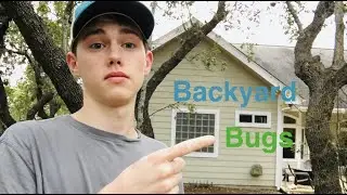 What kind of bugs does a texas backyard have?