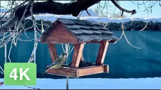 Winter Bird Feeding at the Feeder | Peaceful Nature Moments