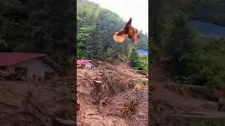 Free Run Chickens On The Mountain #satisfying #short