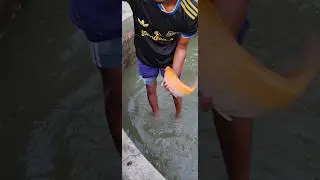 Crap Fish Injection #reels #viral #birdfish #aquaculture #fishfarming #fishcutting #freshwaterfish