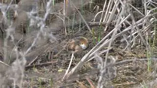 Мала барска кокошка (Porzana parva or Zapornia parva)