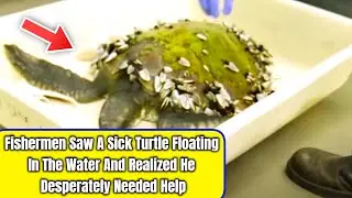 Fishermen Saw A Sick Turtle Floating In The Water And Realized He Desperately Needed Help