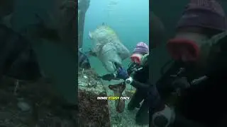 The Secret Behind the Strange Friendship Between a 70 Year Old Man and a Giant Fish