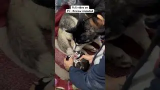 Husky puppies video cheeni ke puppy | #shorts #husky #huskypuppy #hushn