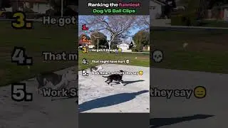 These Dogs were NOT Ready for the Ball 🐶😭