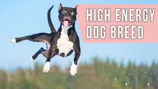 5 Best High Energy Dog Breeds