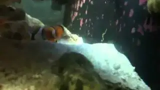 Salt ware aquarium