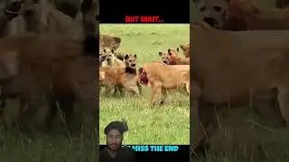 new discovery sort video #animals #discovery #new #viral #shorts
