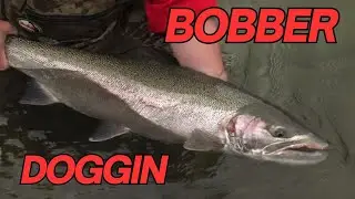 Beast of a Steelhead