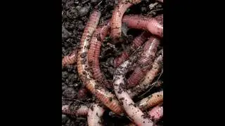 Earthworm 🐛🌱 #shorts #earthworm #facts