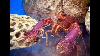 ショウグンエビ　Red reef lobster，Hairy lobster　Enoplometopus occidentalis