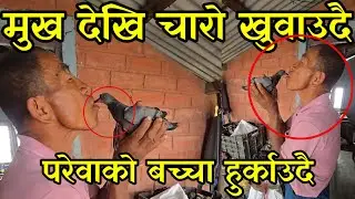 Pigeons feeding from human mouths, raising baby pigeons feeding from human mouths, love between humans and birds 