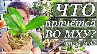 КАК Вырастают Орхидеи За ПОЛТОРА ГОДА? Зачем ПРЯТАТЬ Корни? Пересадка Орхидей-Фласят Из Мха В МОХ!