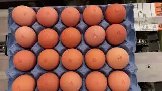 HeDiPack EggFlex on Moba Prima 2000