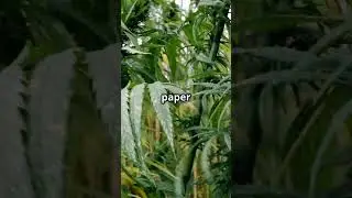 Why Hemp Could Replace Trees in Paper Production