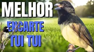 PAPACAPIM TUITUI PARA ENCARTE PAPACAPIM COM PIADO DE FÊMEA DE PAPA CAPIM PARA ESQUENTAR PAPACAPIM