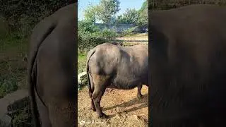 Top Quality Murrah Buffalo Videos !! Buffalo Dairy Farm !! Bhaish Dairy Farm !! Murrah Bhaish Video