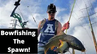 INSANE Carp Spawn Bowfishing! Doubles and Triples! (Utah Bowfishing)