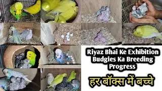 Riyaz Bhai Ke Exhibition Budgies Ka Breeding Progress || Bird Setup In Bhavnagar || Bird Setup 
