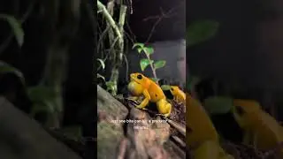 Why Some Predators Avoid Certain Prey