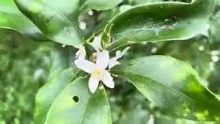 Papilio helenus モンキアゲハ attracted to Kumquat emerging flowers