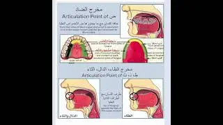 The letter ض and ظ