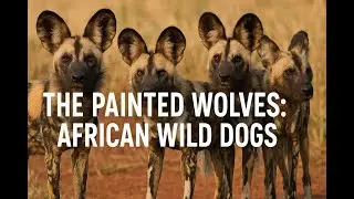 The Painted Wolves: African Wild Dogs #WildlifeDocumentary #NatureLovers #EndangeredSpecies