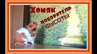 Сирийский хомяк покоритель высоты  Прикольный хомячок  Смешной хомяк  Про хомяков @HAMSTERSSHOW
