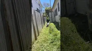 Is your lawn overgrown and out of control? 🌿