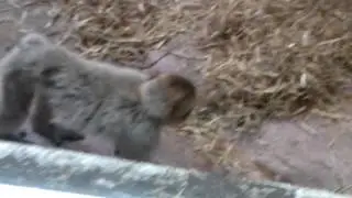 Cute baboon at zoo