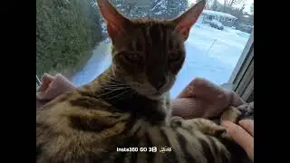 Tired Tiger in Canadian Winter ✨️❄️