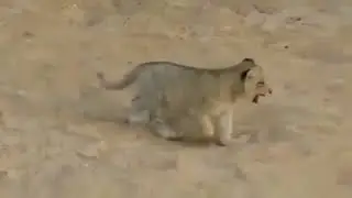 Viral Video: Lion Cub Learns How to Roar, Instead Makes The Cutest Sounds Ever