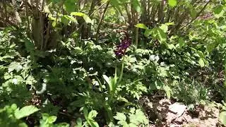 &Eacute;volution de deux pieds d'Orchis mascula