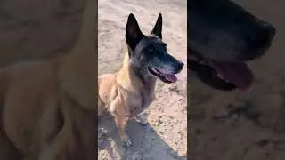 It&rsquo;s awesome to rescue a dog from danger!
