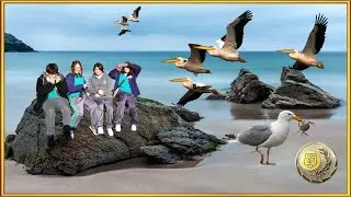 D&iacute;a Mundial de las Aves Playeras