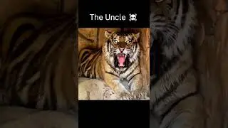 The tiger family 💀
