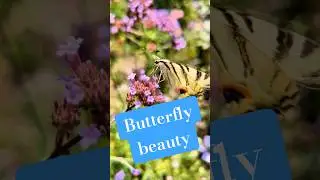 The scarce swallowtail (Iphiclides podalirius) is a species of butterfly #butterfly #gardenlife