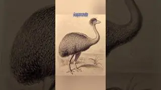 Top 5 recently extinct birds species #extinct #prehistoric #animals#amazinganimals #shorts